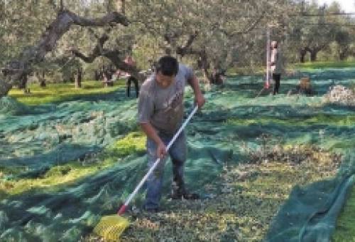Λείπουν εργάτες γης από την Πελοπόννησο
