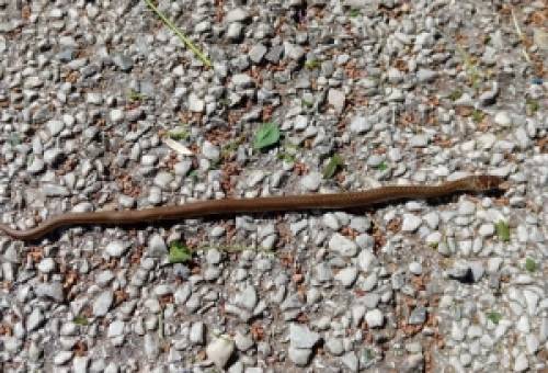 Γητεύει και τα φίδια τώρα ο Μακαρούνας!