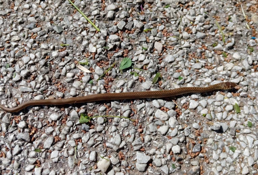 Γητεύει και τα φίδια τώρα ο Μακαρούνας!