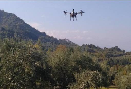 Ελαιόλαδο: Πώς η Ισπανία θωρακίζεται απέναντι στις κλοπές ελαιοκάρπου