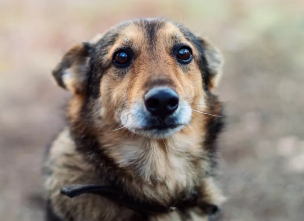 &Chi;&epsilon;&iota;&rho;&omicron;&pi;έ&delta;&epsilon;&sigmaf; &kappa;&alpha;&iota; &pi;&rho;ό&sigma;&tau;&iota;&mu;&omicron; &gamma;&iota;&alpha; &kappa;&alpha;&kappa;&omicron;&mu;&epsilon;&tau;&alpha;&chi;&epsilon;ί&rho;&iota;&sigma;&eta; &kappa;&alpha;&tau;&omicron;&iota;&kappa;ί&delta;&iota;&omicron;&upsilon; &sigma;&epsilon; &chi;&omega;&rho;&iota;ό &tau;&eta;&sigmaf; &Sigma;&pi;ά&rho;&tau;&eta;&sigmaf;