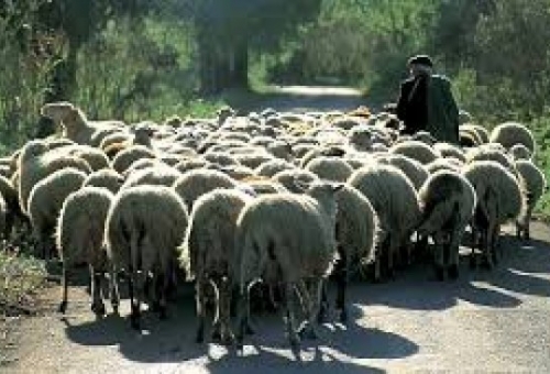 Άμεσα οι αποζημιώσεις για καταρροϊκό πυρετό