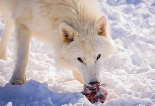 Οι «αναστημένοι» ανταρόλυκοι μεγάλωσαν και κυνηγούν πλέον ως αγέλη
