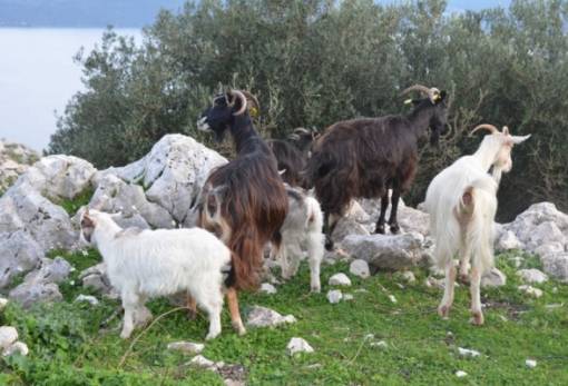 Εκρίζωση της ευλογιάς και σχέδιο στήριξης της κτηνοτροφίας