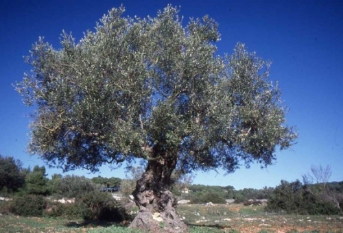 Εξώδικο στο ΥΠΠΑΤ από τους Λάκωνες βιοκαλλιεργητές