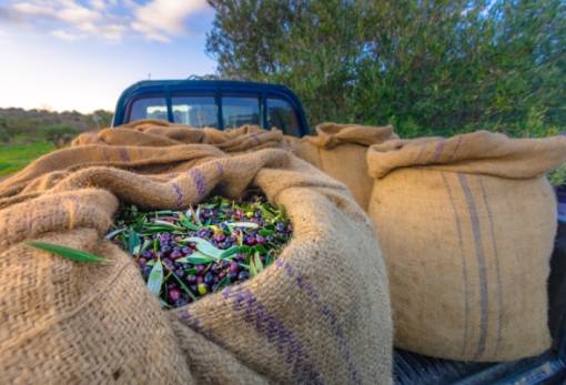 Ελαιοκομικό Μητρώο: Έρχονται βαριά πρόστιμα για το αδήλωτο ελαιόλαδο