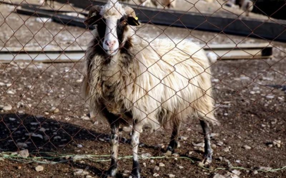 &Kappa;&alpha;&iota; 2&eta; &epsilon;&sigma;&tau;ί&alpha; &pi;&alpha;&nu;ώ&lambda;&eta;&sigmaf; &alpha;&iota;&gamma;&omicron;&pi;&rho;&omicron;&beta;ά&tau;&omega;&nu; &sigma;&tau;&eta;&nu; &Kappa;&omicron;&rho;&iota;&nu;&theta;ί&alpha;