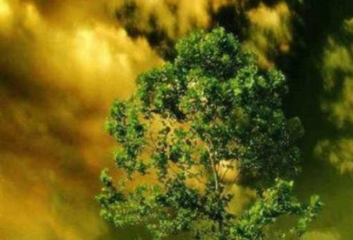 Η παχιά κοπέλα και η στοιχειωμένη μουριά