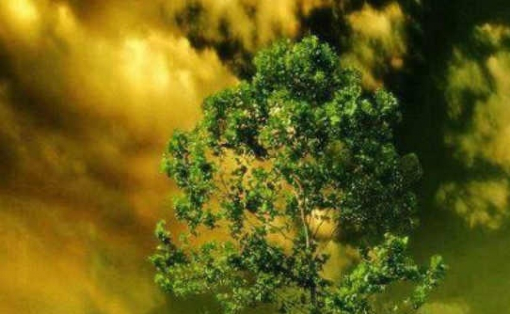 Η παχιά κοπέλα και η στοιχειωμένη μουριά