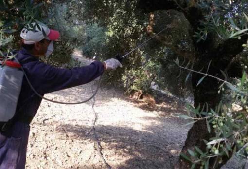 Ψεκασμοί δακοκτονίας αρχίζουν στο Δαφνί