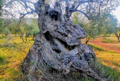Οι «φρουροί» των αιώνων ζητούν προστασία: Οι υπεραιωνόβιες ελιές του Δ. Μονεμβασίας σε κίνδυνο