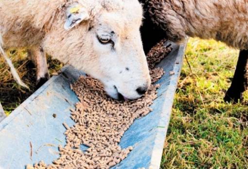 Τελική λίστα ενίσχυσης ζωοτροφών: 14 ευρώ/κεφάλι σε 16 νομούς λόγω ευλογιάς