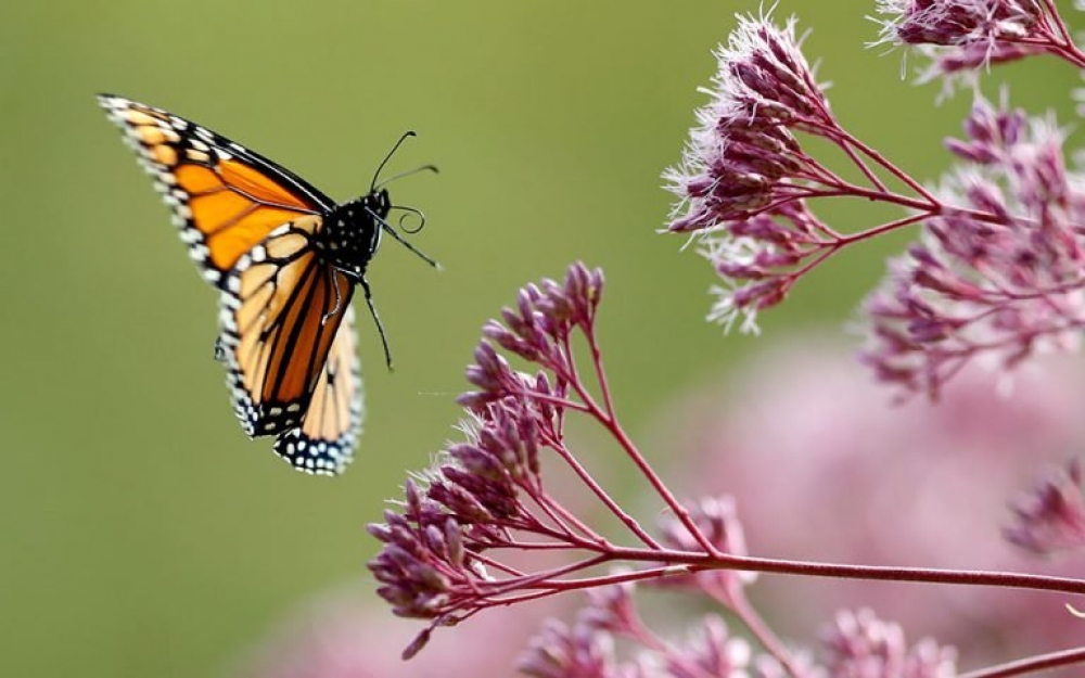 &Mu;&epsilon;&iota;ώ&nu;&omicron;&nu;&tau;&alpha;&iota; &omicron;&iota; &pi;&lambda;&eta;&theta;&upsilon;&sigma;&mu;&omicron;ί &epsilon;&nu;&tau;ό&mu;&omega;&nu;, &laquo;&sigma;&pi;ά&nu;&iota;&epsilon;&sigmaf;&raquo; &pi;&lambda;έ&omicron;&nu; &omicron;&iota; &pi;&epsilon;&tau;&alpha;&lambda;&omicron;ύ&delta;&epsilon;&sigmaf;