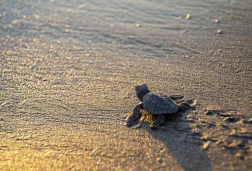 Οι πρώτες φωλιές της Caretta caretta εμφανίστηκαν στις ελληνικές ακτές