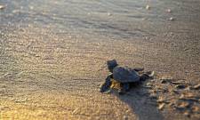 &Omicron;&iota; &pi;&rho;ώ&tau;&epsilon;&sigmaf; &phi;&omega;&lambda;&iota;έ&sigmaf; &tau;&eta;&sigmaf; Caretta caretta &epsilon;&mu;&phi;&alpha;&nu;ί&sigma;&tau;&eta;&kappa;&alpha;&nu; &sigma;&tau;&iota;&sigmaf; &epsilon;&lambda;&lambda;&eta;&nu;&iota;&kappa;έ&sigmaf; &alpha;&kappa;&tau;έ&sigmaf;