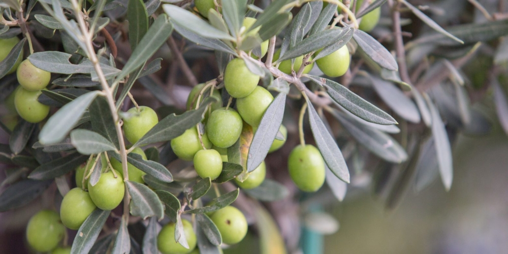 &Mu;&iota;&alpha; &phi;&omicron;&rho;ά &kappa;&iota; έ&nu;&alpha;&nu; &kappa;&alpha;&iota;&rho;ό, &eta; &zeta;&omega;ή &mu;&alpha;&sigmaf; &sigma;&tau;&omicron; &chi;&omega;&rho;&iota;ό