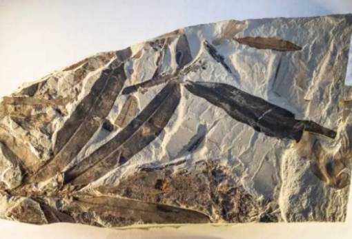 «Εξωγήινο φυτό» που δεν ανήκει σε κανένα γνωστό είδος ανακάλυψαν ερευνητές