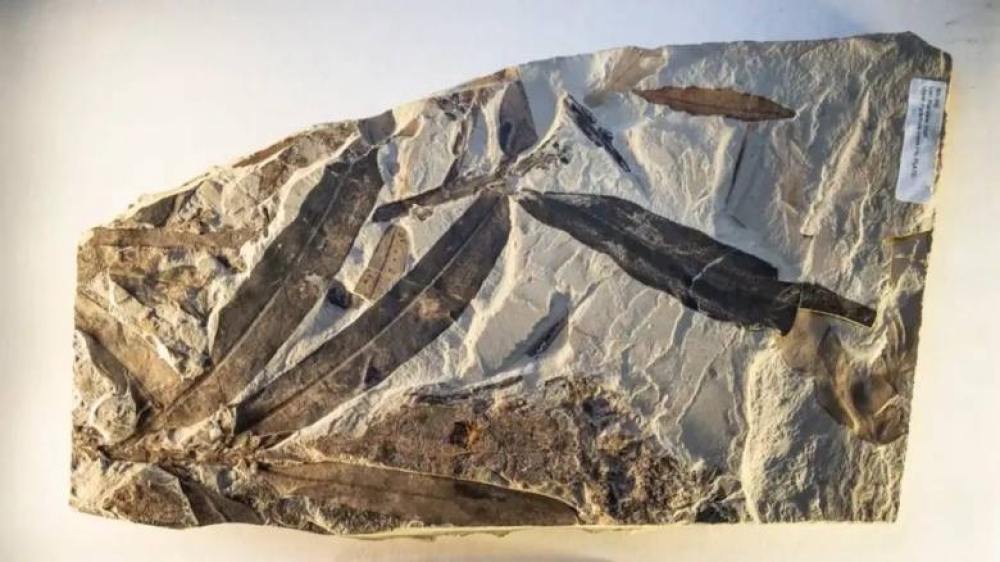 &laquo;&Epsilon;&xi;&omega;&gamma;ή&iota;&nu;&omicron; &phi;&upsilon;&tau;ό&raquo; &pi;&omicron;&upsilon; &delta;&epsilon;&nu; &alpha;&nu;ή&kappa;&epsilon;&iota; &sigma;&epsilon; &kappa;&alpha;&nu;έ&nu;&alpha; &gamma;&nu;&omega;&sigma;&tau;ό &epsilon;ί&delta;&omicron;&sigmaf; &alpha;&nu;&alpha;&kappa;ά&lambda;&upsilon;&psi;&alpha;&nu; &epsilon;&rho;&epsilon;&upsilon;&nu;&eta;&tau;έ&sigmaf;