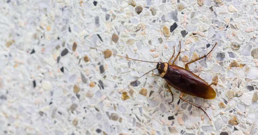 &Kappa;&alpha;&tau;&sigma;&alpha;&rho;ί&delta;&epsilon;&sigmaf;: &Tau;&alpha; 3 &phi;&upsilon;&sigma;&iota;&kappa;ά &upsilon;&lambda;&iota;&kappa;ά &pi;&omicron;&upsilon; &theta;&alpha; &tau;&iota;&sigmaf; &epsilon;&xi;&alpha;&phi;&alpha;&nu;ί&sigma;&omicron;&upsilon;&nu; &mu;&epsilon; &tau;&rho;ό&pi;&omicron;