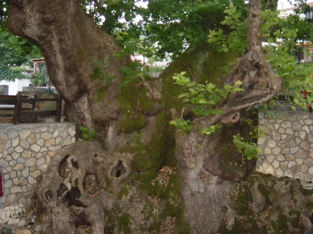 Ο γεροπλάτανος