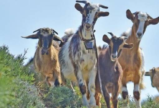 ΕΕ: Μικρή μείωση της ζωικής παραγωγής το 2024