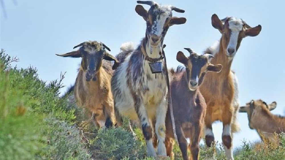 &Epsilon;&Epsilon;: &Mu;&iota;&kappa;&rho;ή &mu;&epsilon;ί&omega;&sigma;&eta; &tau;&eta;&sigmaf; &zeta;&omega;&iota;&kappa;ή&sigmaf; &pi;&alpha;&rho;&alpha;&gamma;&omega;&gamma;ή&sigmaf; &tau;&omicron; 2024