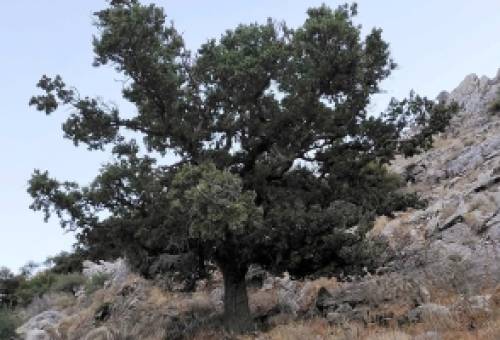 «Ριζωμένο» μνημείο της Επανάστασης η Ιερή Βελανιδιά του Πολυάραβου