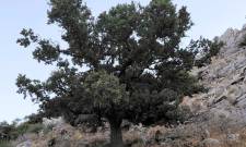 &laquo;&Rho;&iota;&zeta;&omega;&mu;έ&nu;&omicron;&raquo; &mu;&nu;&eta;&mu;&epsilon;ί&omicron; &tau;&eta;&sigmaf; &Epsilon;&pi;&alpha;&nu;ά&sigma;&tau;&alpha;&sigma;&eta;&sigmaf; &eta; &Iota;&epsilon;&rho;ή &Beta;&epsilon;&lambda;&alpha;&nu;&iota;&delta;&iota;ά &tau;&omicron;&upsilon; &Pi;&omicron;&lambda;&upsilon;ά&rho;&alpha;&beta;&omicron;&upsilon;