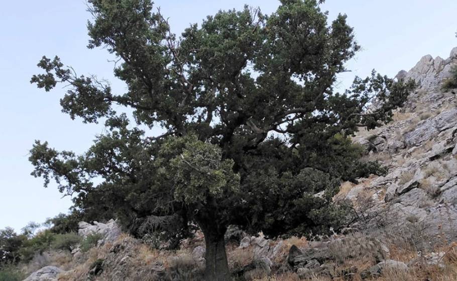&laquo;&Rho;&iota;&zeta;&omega;&mu;έ&nu;&omicron;&raquo; &mu;&nu;&eta;&mu;&epsilon;ί&omicron; &tau;&eta;&sigmaf; &Epsilon;&pi;&alpha;&nu;ά&sigma;&tau;&alpha;&sigma;&eta;&sigmaf; &eta; &Iota;&epsilon;&rho;ή &Beta;&epsilon;&lambda;&alpha;&nu;&iota;&delta;&iota;ά &tau;&omicron;&upsilon; &Pi;&omicron;&lambda;&upsilon;ά&rho;&alpha;&beta;&omicron;&upsilon;