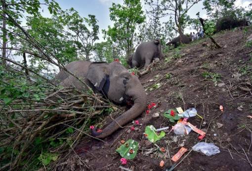 Νεκροί 18 άγριοι ασιατικοί ελέφαντες μέσα σε προσταυτευόμενο δάσος στην Ινδία