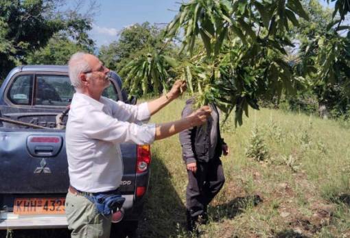 Αυτοψία ΕΛΓΑ για τις ζημιές από χαλάζι σε Σελλασία, Καρυές και Βαρβίτσα