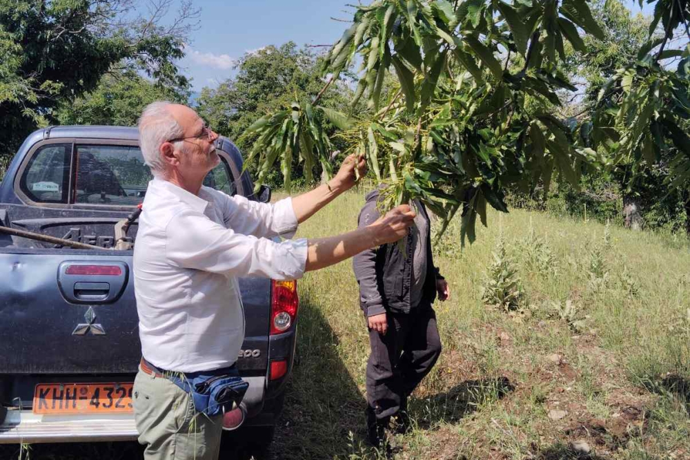 &Alpha;&upsilon;&tau;&omicron;&psi;ί&alpha; &Epsilon;&Lambda;&Gamma;&Alpha; &gamma;&iota;&alpha; &tau;&iota;&sigmaf; &zeta;&eta;&mu;&iota;έ&sigmaf; &alpha;&pi;ό &chi;&alpha;&lambda;ά&zeta;&iota; &sigma;&epsilon; &Sigma;&epsilon;&lambda;&lambda;&alpha;&sigma;ί&alpha;, &Kappa;&alpha;&rho;&upsilon;έ&sigmaf; &kappa;&alpha;&iota; &Beta;&alpha;&rho;&beta;ί&tau;&sigma;&alpha;
