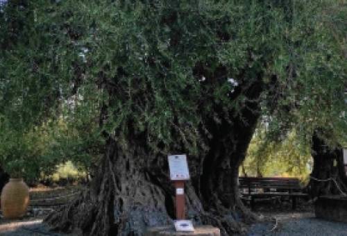 Στην Απιδέα Λακωνίας τα αποκαλυπτήρια της σήμανσης της γηραιότερης ελιάς της Πελοποννήσου