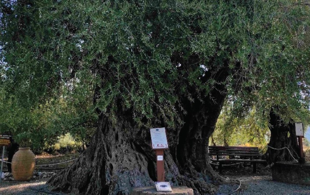 Στην Απιδέα Λακωνίας τα αποκαλυπτήρια της σήμανσης της γηραιότερης ελιάς της Πελοποννήσου
