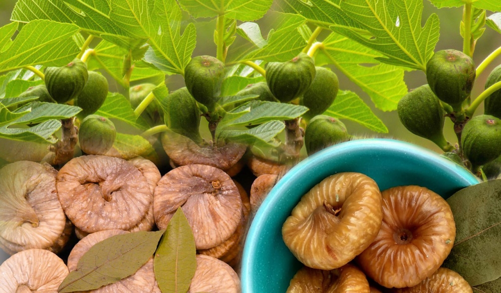 &Tau;&iota;&mu;έ&sigmaf; &rho;&epsilon;&kappa;ό&rho; &gamma;&iota;&alpha; &tau;&alpha; &sigma;ύ&kappa;&alpha; &tau;&omicron;&upsilon; 2024 &alpha;&pi;ό &tau;&eta;&nu; &epsilon;&xi;&alpha;&gamma;&omega;&gamma;&iota;&kappa;ή AGREXPO-&Gamma;&Kappa;&Omicron;&Upsilon;&Mu;&Alpha;&Sigma;