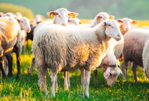 Παρέμβαση της ΕΘΕΑΣ στις Περιφέρειες για τα διαχειριστικά σχέδια βόσκησης