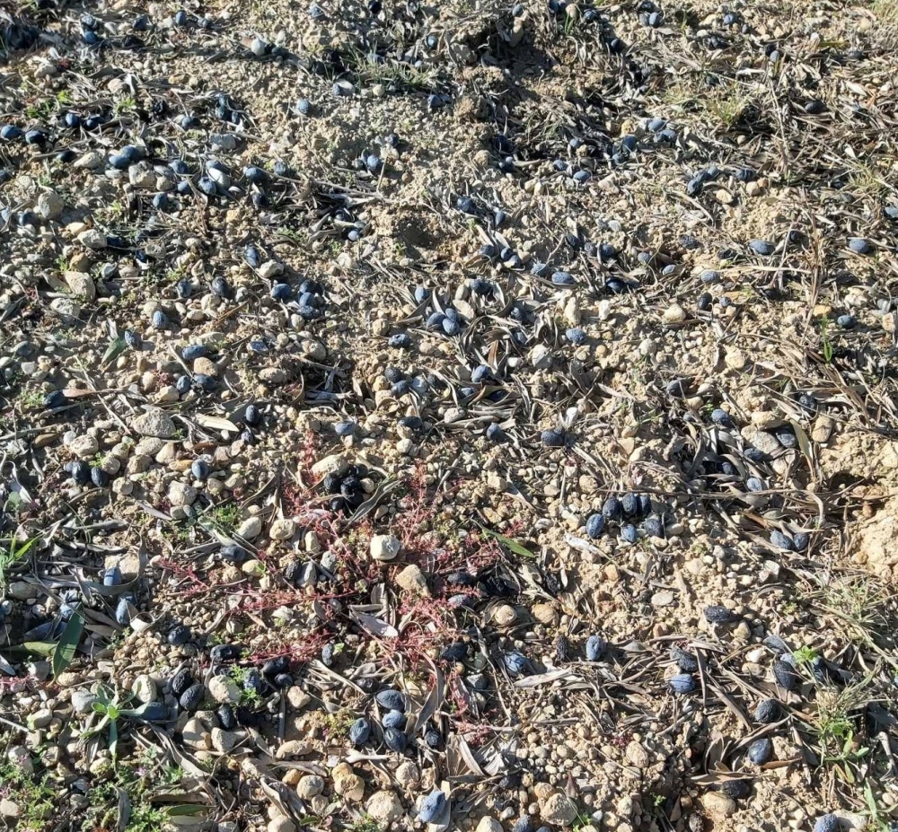 &Alpha;&pi;ό &tau;&omicron; &laquo;&Delta;ό&xi;&alpha; &tau;&omega; &Theta;&epsilon;ώ&raquo; &sigma;&tau;&omicron; &laquo;&Beta;ό&eta;&theta;&alpha; &Pi;&alpha;&nu;&alpha;&gamma;&iota;ά&raquo; &omicron;&iota; &alpha;&gamma;&rho;ό&tau;&epsilon;&sigmaf; &tau;&eta;&sigmaf; &Lambda;&alpha;&kappa;&omega;&nu;ί&alpha;&sigmaf;