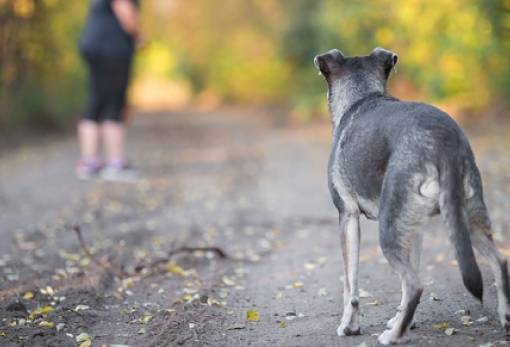 Σοβαρός τραυματισμός ανήλικου από αδέσποτο σκύλο στο Δαφνί