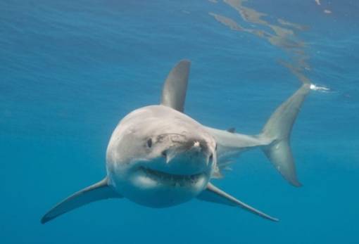 Στο χείλος της εξαφάνισης ο μεγάλος λευκός καρχαρίας στη Μεσόγειο