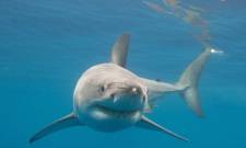 &Sigma;&tau;&omicron; &chi;&epsilon;ί&lambda;&omicron;&sigmaf; &tau;&eta;&sigmaf; &epsilon;&xi;&alpha;&phi;ά&nu;&iota;&sigma;&eta;&sigmaf; &omicron; &mu;&epsilon;&gamma;ά&lambda;&omicron;&sigmaf; &lambda;&epsilon;&upsilon;&kappa;ό&sigmaf; &kappa;&alpha;&rho;&chi;&alpha;&rho;ί&alpha;&sigmaf; &sigma;&tau;&eta; &Mu;&epsilon;&sigma;ό&gamma;&epsilon;&iota;&omicron;