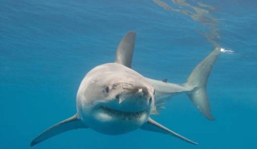 &Sigma;&tau;&omicron; &chi;&epsilon;ί&lambda;&omicron;&sigmaf; &tau;&eta;&sigmaf; &epsilon;&xi;&alpha;&phi;ά&nu;&iota;&sigma;&eta;&sigmaf; &omicron; &mu;&epsilon;&gamma;ά&lambda;&omicron;&sigmaf; &lambda;&epsilon;&upsilon;&kappa;ό&sigmaf; &kappa;&alpha;&rho;&chi;&alpha;&rho;ί&alpha;&sigmaf; &sigma;&tau;&eta; &Mu;&epsilon;&sigma;ό&gamma;&epsilon;&iota;&omicron;