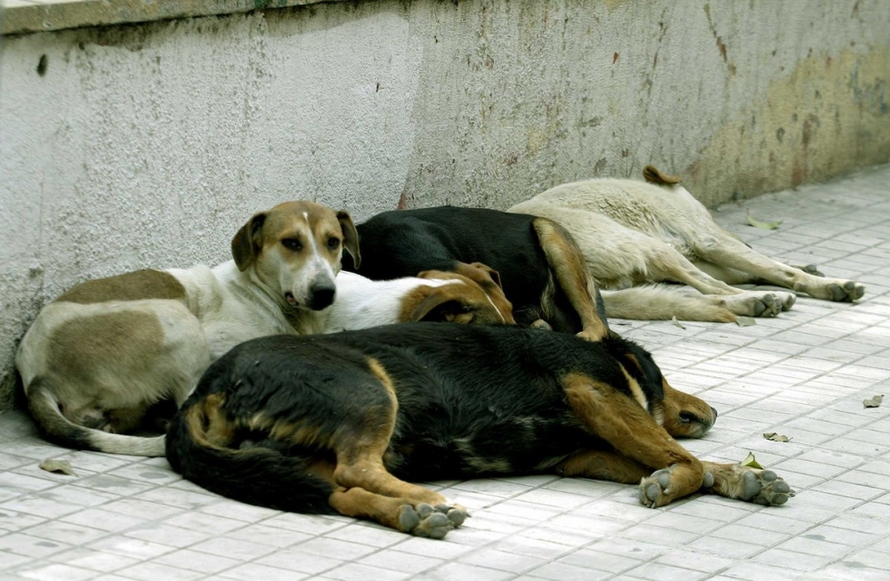 &Epsilon;&pi;&iota;&chi;&omicron;&rho;ή&gamma;&eta;&sigma;&eta; 5 &epsilon;&kappa;&alpha;&tau;. &epsilon;&upsilon;&rho;ώ &gamma;&iota;&alpha; &tau;&alpha; &alpha;&delta;έ&sigma;&pi;&omicron;&tau;&alpha;